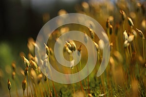 Macro of bryum moss on forest floor