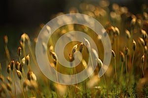 Macro of bryum moss on forest floor