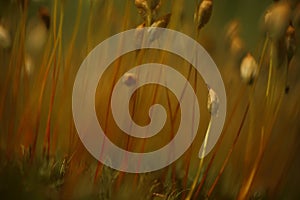 Macro of bryum moss on forest floor
