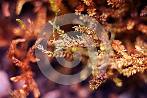 Macro of bryum moss Pohlia nutans with dew drops on forest floor over dark green background