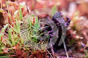 Macro of bryum moss Pohlia nutans with dew drops on forest floor over dark green background