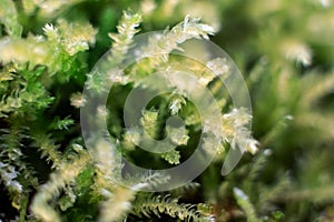 Macro of bryum moss Pohlia nutans with dew drops on forest floor over dark green background