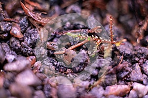 Macro of bryum moss Pohlia nutans with dew drops on forest floor over dark green background