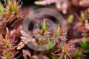 Macro of bryum moss Pohlia nutans with dew drops on forest floor over dark green background