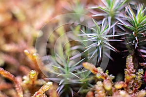 Macro of bryum moss Pohlia nutans with dew drops on forest floor over dark green background