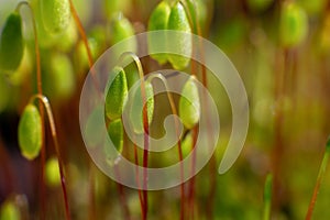 Macro of bryum moss Pohlia nutans with green spore capsules are growing on ground. Close up photo