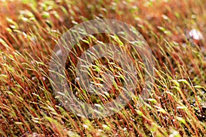 Macro of bryum moss Pohlia nutans with green spore capsules are growing on ground. Tiny plants