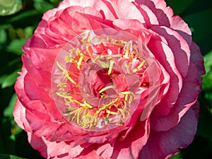 Macro bud of pink peone with yellow pistils and stamens