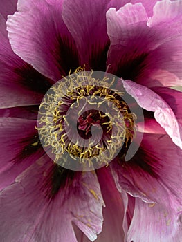 Macro bud of pink peone with yellow pistils and stamens