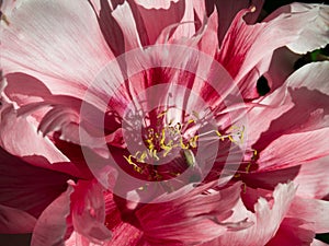 Macro bud of pink peone with yellow pistils and stamens