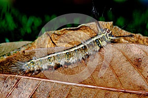 Macro bug and animal life. Black caterpillar