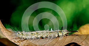 Macro bug and animal life. Black caterpillar with yellow stripes