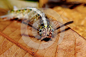 Macro bug and animal life. Black caterpillar with yellow stripes