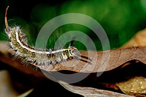 Macro bug and animal life. Black caterpillar with yellow stripes