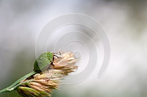 Macro bug chinch on grass