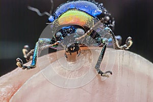 Macro bug Colorful