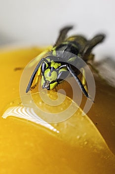 A macro of a bug on a flower