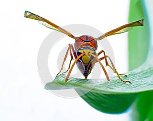 Macro of bug insect Ladybug