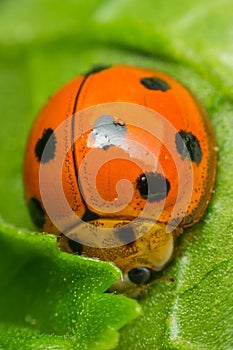 Macro of bug insect (Ladybug) on leaf in nature photo