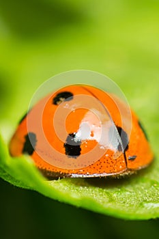 Macro of bug insect (Ladybug) on leaf in nature