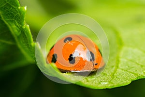 Macro of bug insect (Ladybug) on leaf in nature photo