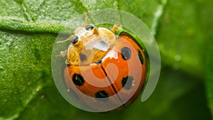 Macro of bug insect (Ladybug) on leaf in nature photo