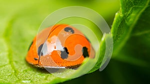 Macro of bug insect (Ladybug) on leaf in nature photo