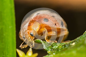 Macro of bug insect (Ladybug) on leaf in nature