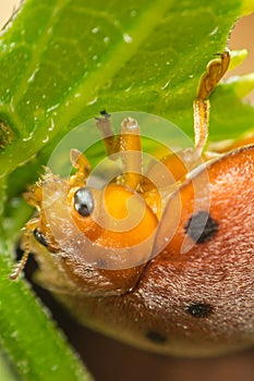 Macro of bug insect (Ladybug) on leaf in nature photo