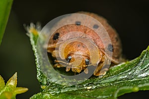 Macro of bug insect (Ladybug) on leaf in nature