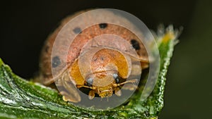 Macro of bug insect (Ladybug) on leaf in nature photo