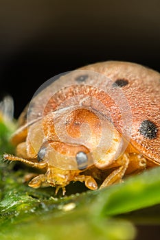 Macro of bug insect (Ladybug) on leaf in nature photo