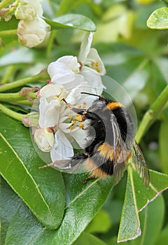 Macro bumble bee