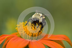 A macro of a bumble bee