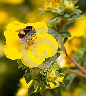 Macro of a bumble bee bombus on a potentilla fruticosa blossom with blurred bokeh background; pesticide free environmental prote