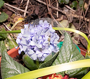 Macro bumble bee feeding on hycinth