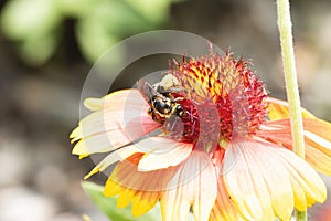 Macro of a Bumble Bee on a Flame Colored Arizona Sun Flower Gaillardia Arizona