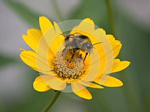 A macro bumblebee