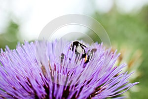 Macro bumblebee on artichoke flower