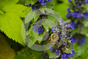 Macro of a bumblebee on a blue flower. Shallow depth of field with soft focus and green leaves in the background