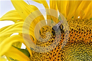 Bumblebee feeding on sunflower