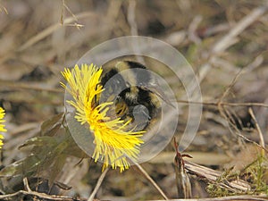 Macro of a bumblebee on first flowers mother and stepmother