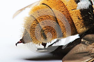 Macro of bumblebee sting