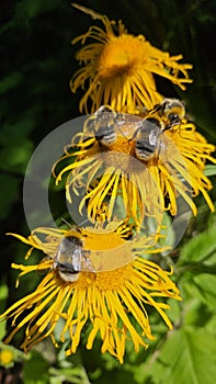 Macro Bumblebee on yellow flower. Multiple bumblebee