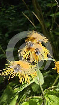 Macro Bumblebee on yellow flower. Multiple bumblebee