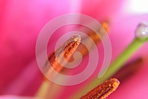 Macro Burgundy Lily background texture