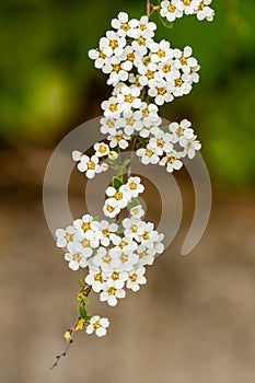 Macro bush of small white flowers on a branch