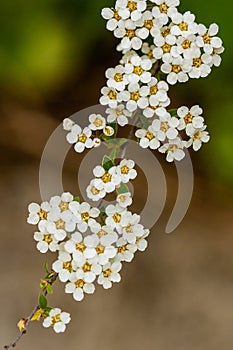 Macro bush of small white flowers on a branch