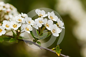 Macro bush of small white flowers on a branch