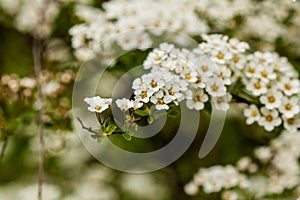 Macro bush of small white flowers on a branch